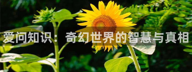 御书屋自由的小说阅读免费：爱问知识：奇幻世界的智慧与真相